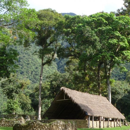 thatched roof house in a forest