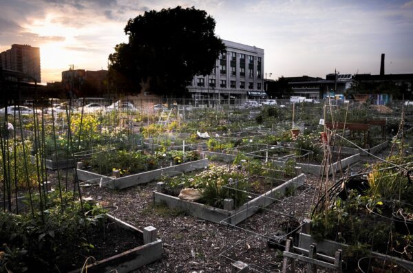 Hello Howard Community Garden, Rogers Park, Chicago, in bloom at sunset